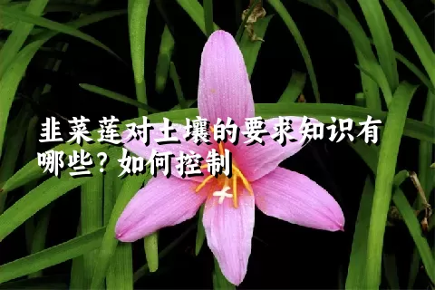 韭菜莲对土壤的要求知识有哪些？如何控制