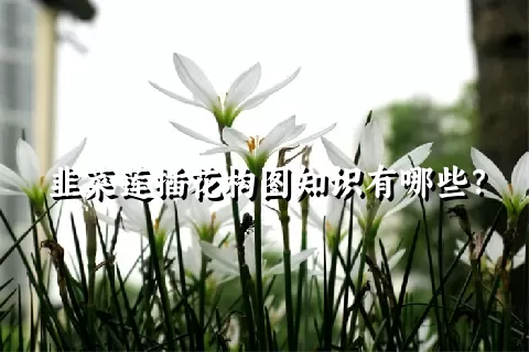 韭菜莲插花构图知识有哪些？