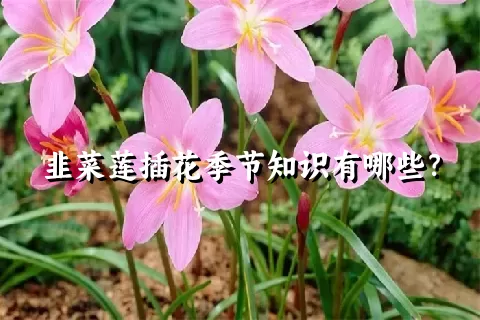 韭菜莲插花季节知识有哪些？