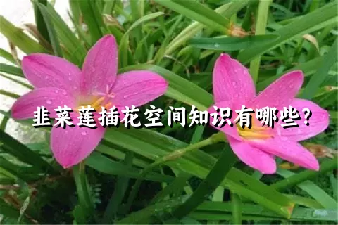 韭菜莲插花空间知识有哪些？