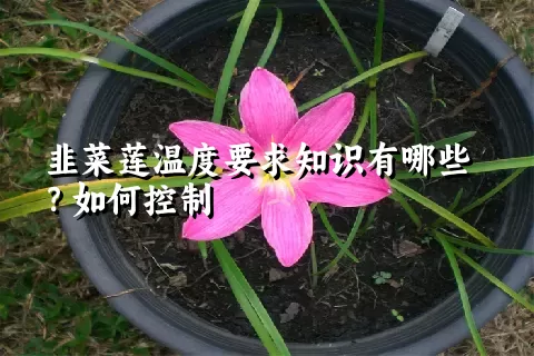 韭菜莲温度要求知识有哪些？如何控制