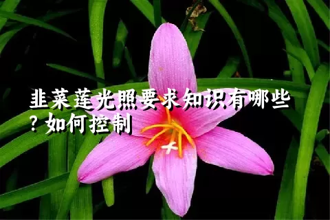 韭菜莲光照要求知识有哪些？如何控制