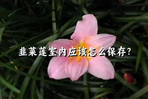 韭菜莲室内应该怎么保存？