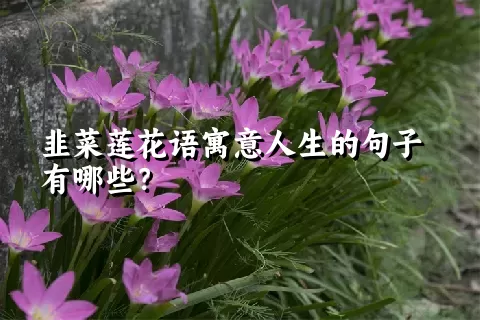 韭菜莲花语寓意人生的句子有哪些？