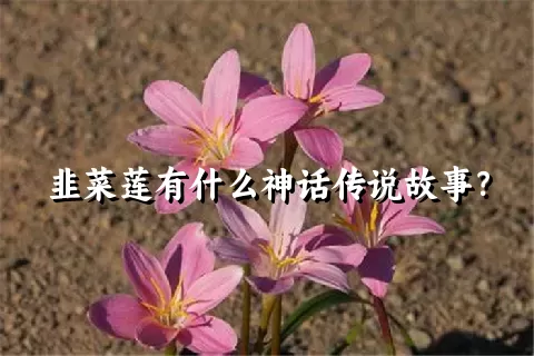 韭菜莲有什么神话传说故事？