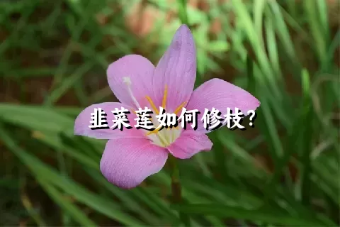 韭菜莲如何修枝？