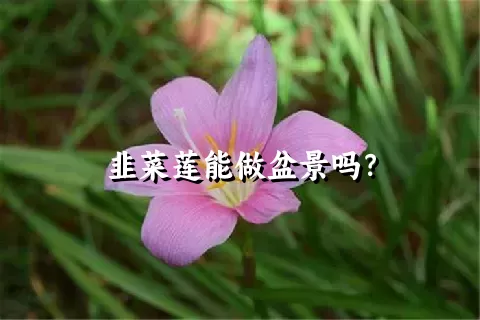 韭菜莲能做盆景吗？