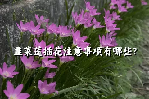 韭菜莲插花注意事项有哪些？