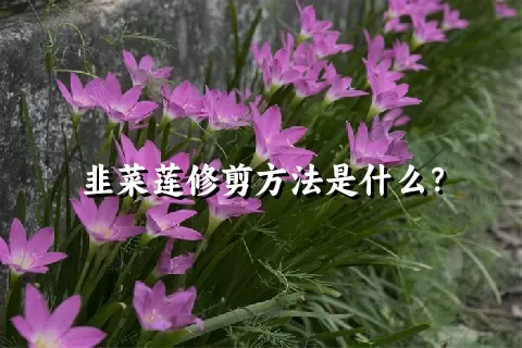 韭菜莲修剪方法是什么？