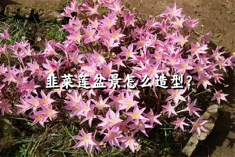 韭菜莲盆景怎么造型？