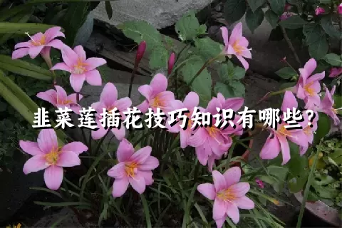 韭菜莲插花技巧知识有哪些？