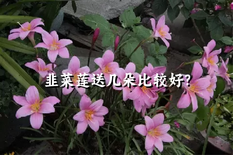 韭菜莲送几朵比较好？