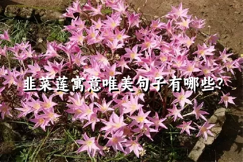 韭菜莲寓意唯美句子有哪些？