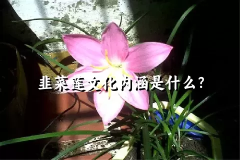 韭菜莲文化内涵是什么？