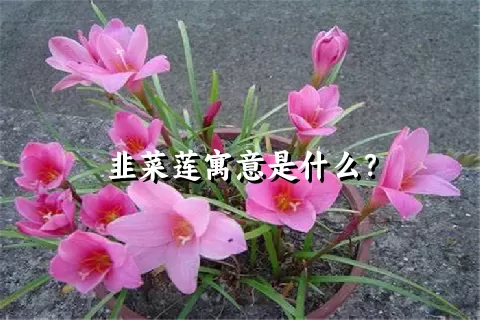 韭菜莲寓意是什么？