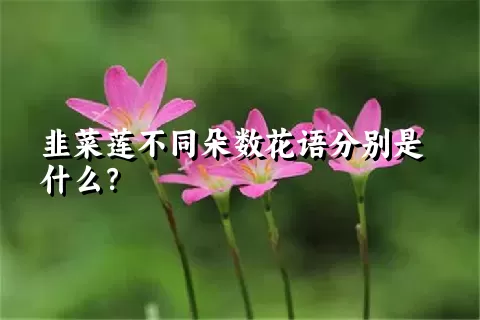 韭菜莲不同朵数花语分别是什么？