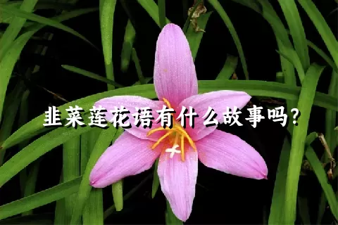 韭菜莲花语有什么故事吗？