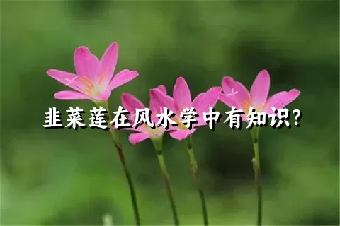 韭菜莲在风水学中有知识？