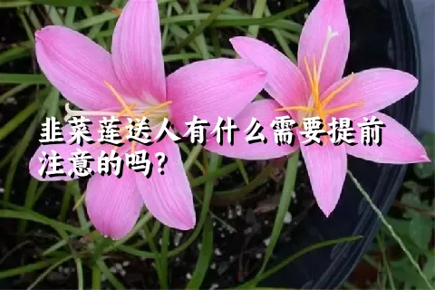 韭菜莲送人有什么需要提前注意的吗？