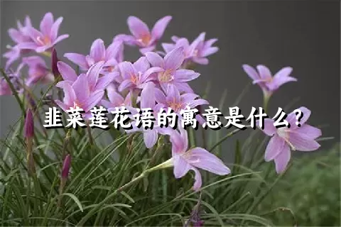 韭菜莲花语的寓意是什么？