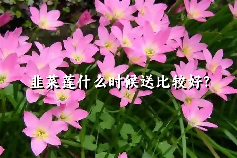 韭菜莲什么时候送比较好？