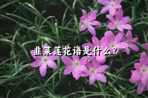 韭菜莲花语是什么？