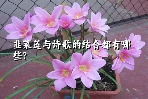 韭菜莲与诗歌的结合都有哪些？