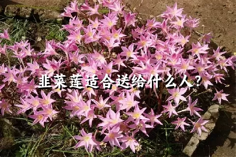 韭菜莲适合送给什么人？