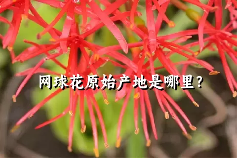 网球花原始产地是哪里？