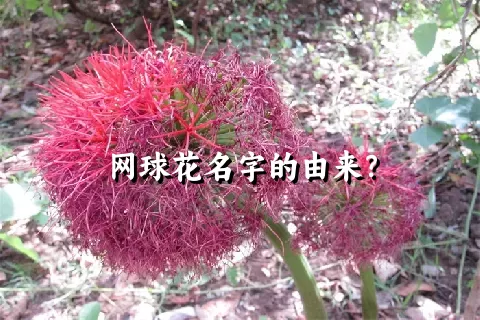 网球花名字的由来？