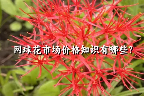 网球花市场价格知识有哪些？