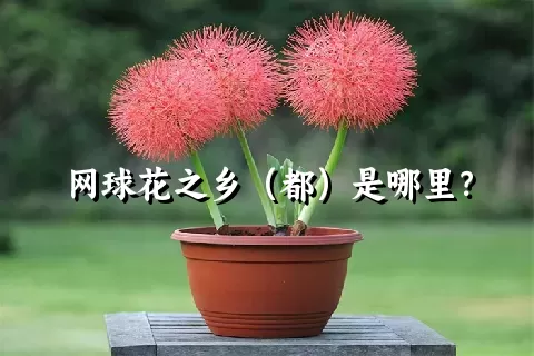 网球花之乡（都）是哪里？