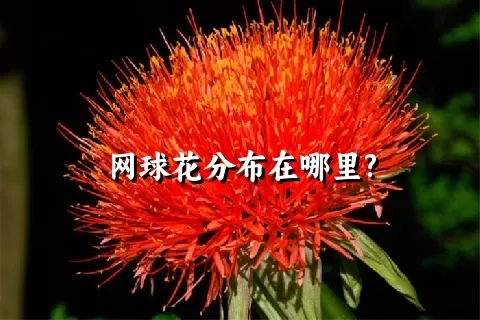 网球花分布在哪里?