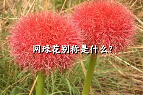 网球花别称是什么？