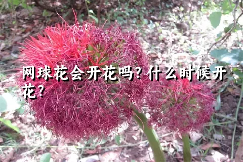 网球花会开花吗？什么时候开花？