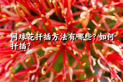 网球花扦插方法有哪些？如何扦插？