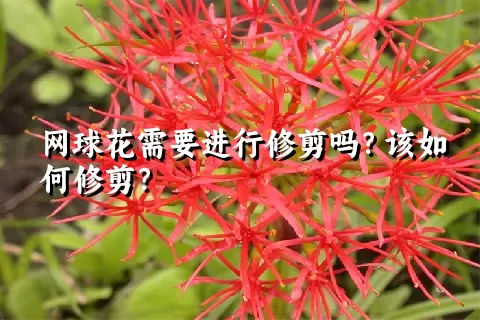 网球花需要进行修剪吗？该如何修剪？