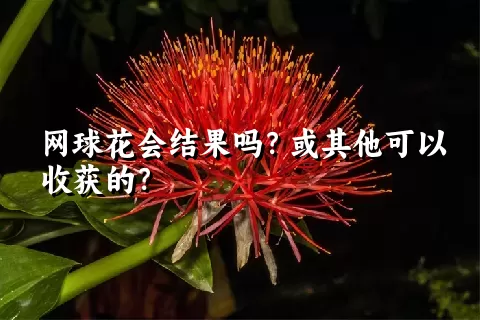 网球花会结果吗？或其他可以收获的？