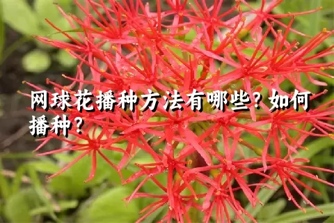 网球花播种方法有哪些？如何播种？