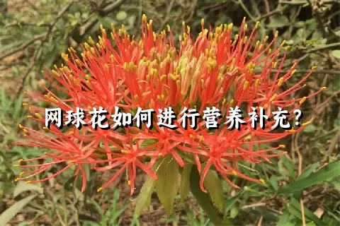 网球花如何进行营养补充？