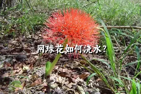 网球花如何浇水？