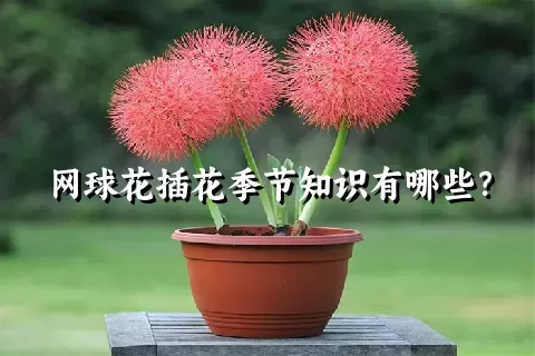 网球花插花季节知识有哪些？