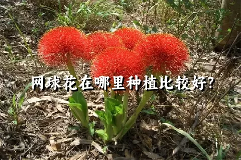 网球花在哪里种植比较好？