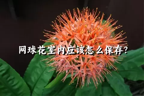 网球花室内应该怎么保存？