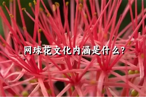 网球花文化内涵是什么？