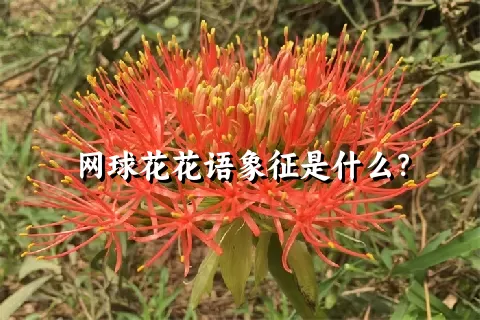 网球花花语象征是什么？