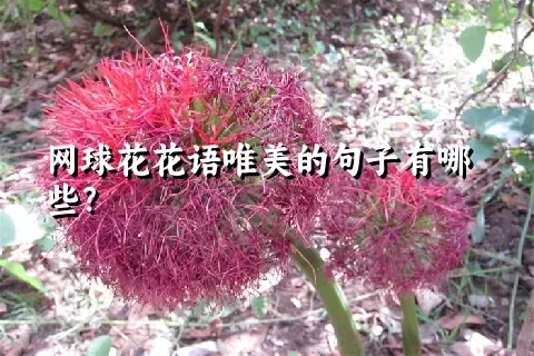 网球花花语唯美的句子有哪些？