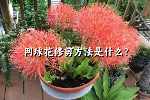 网球花修剪方法是什么？