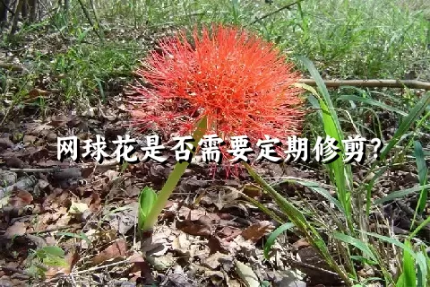 网球花是否需要定期修剪？