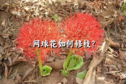 网球花如何修枝？